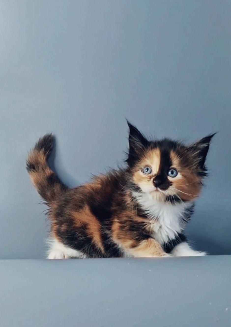 Мейн-кун котята из питомника.