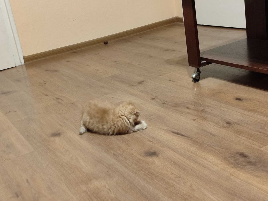 Женско екзотично персийско коте на 4 месеца.