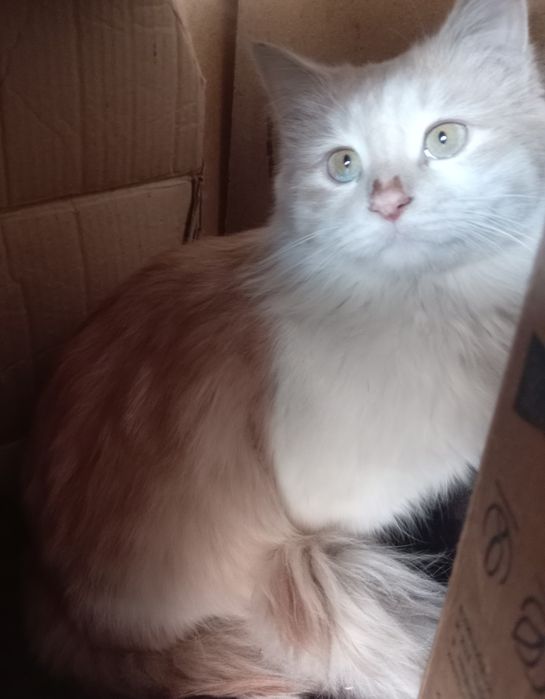 Yaxshi qollarga bereman  qiz , yuragi mexribin odamlar uchun