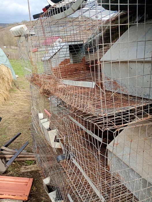 Vând cruștii iepuri\gaini