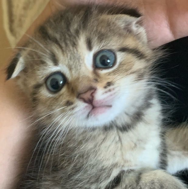 У меня кот вислоухая