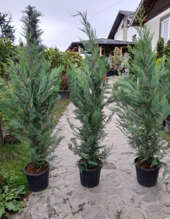 Vand tuia, brazi, plante ornamentale, tuia glob, ienupar tarator, Tei