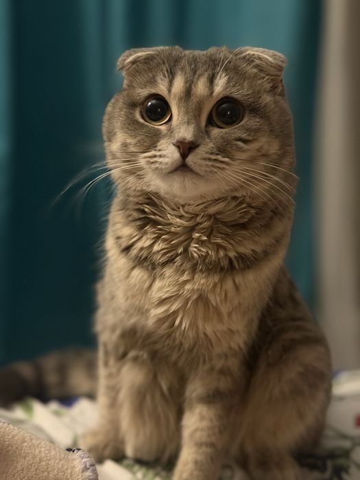 Кошка тихийй,  10 тг