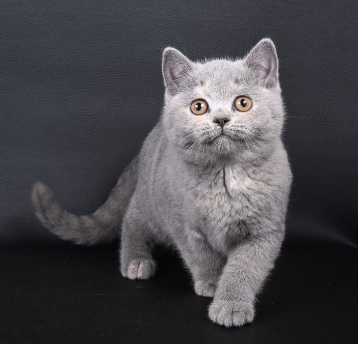 Pisicuța British  Shorthair   blue cream tortie cu pedigree