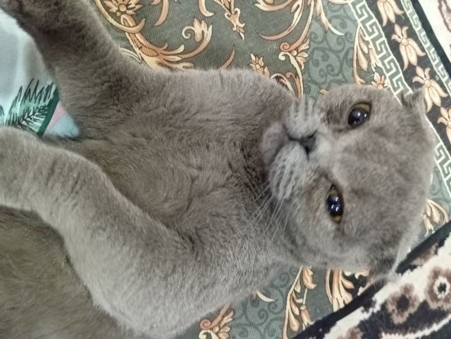 Scottish fold Egzotik Sotiladi