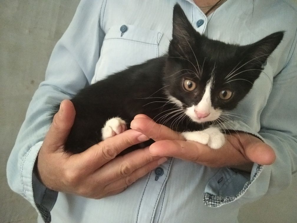 Котята,только ответственным людям!
