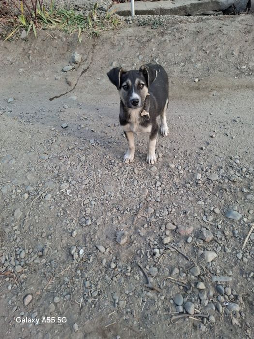 Два мальчика и девочка