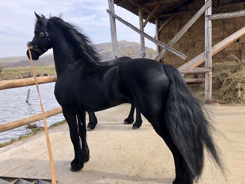 Armăsar Friesian Frizian Friz