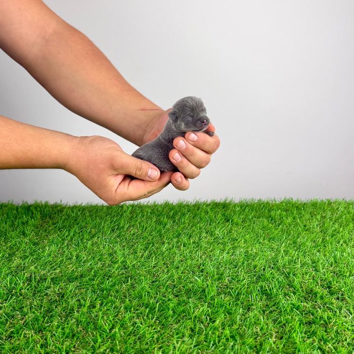 Pui Chihuahua cu pedigree