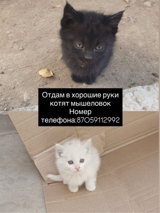 Котята , классные мышеловки!
