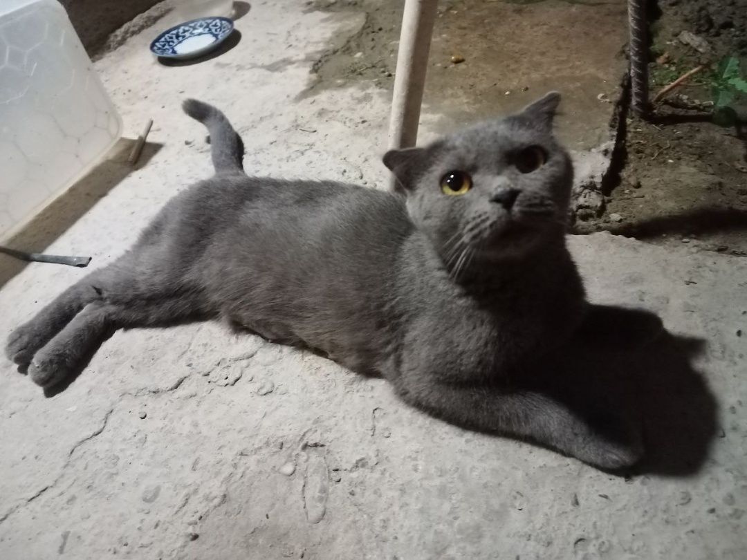 Шотландские вислоухие котята