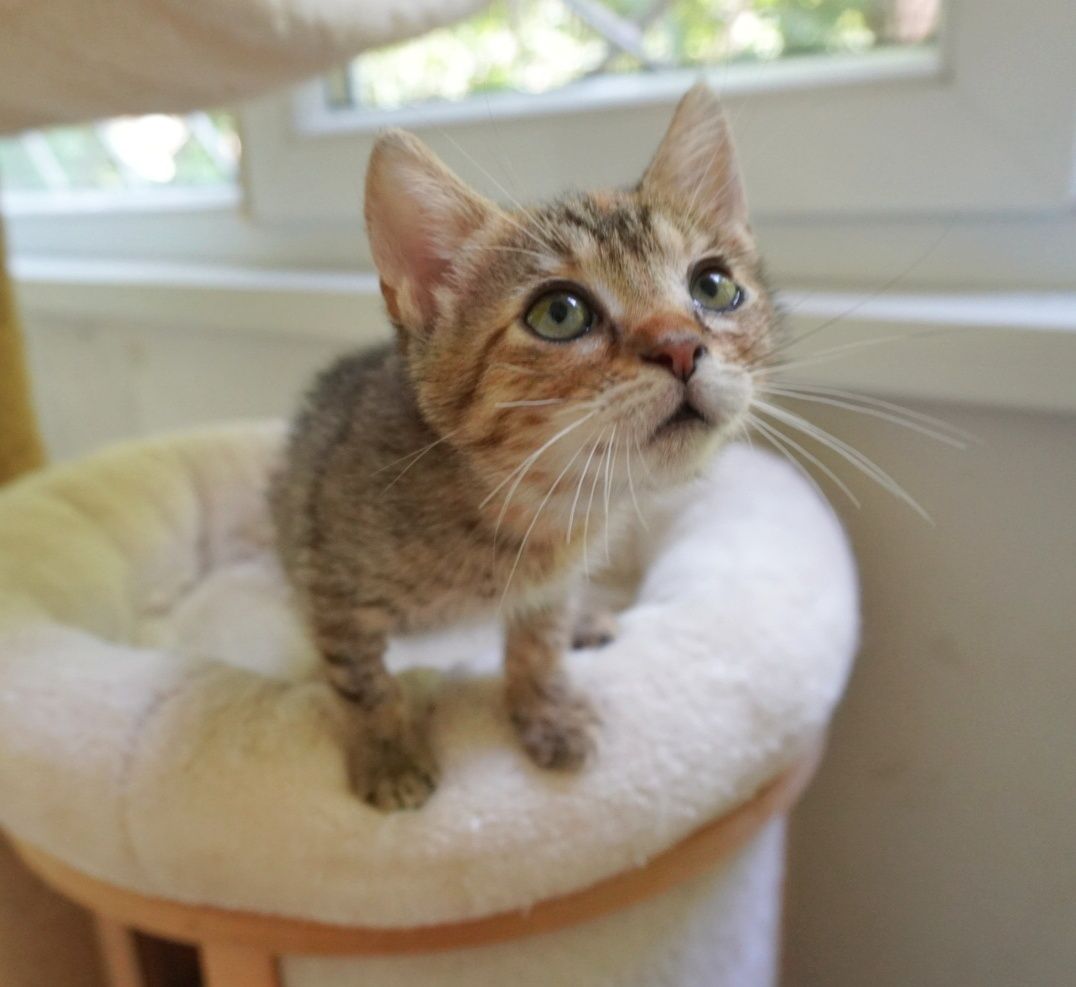 Phoebe, cea mai lipicioasă pisică din București. Adopt-o!