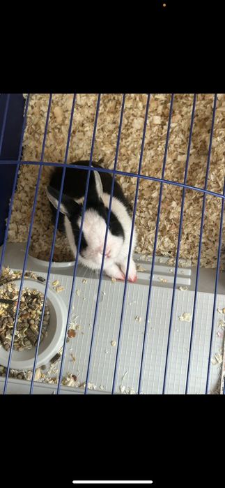 Подарявам зайче холандско джудже