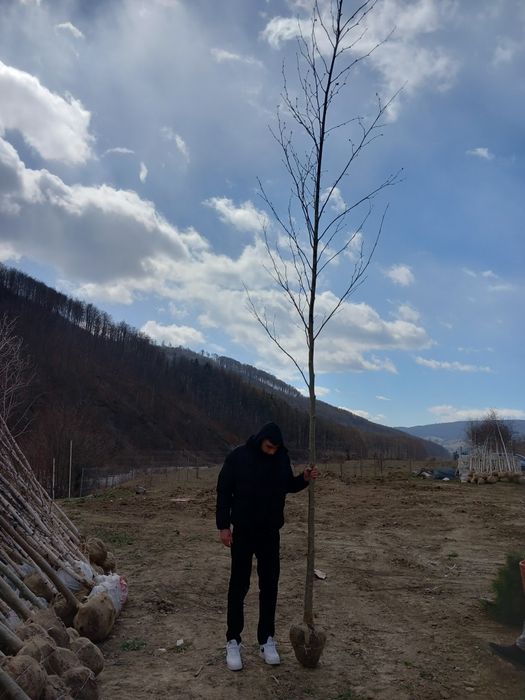 Copaci ornamentali mesteacăn tei platani