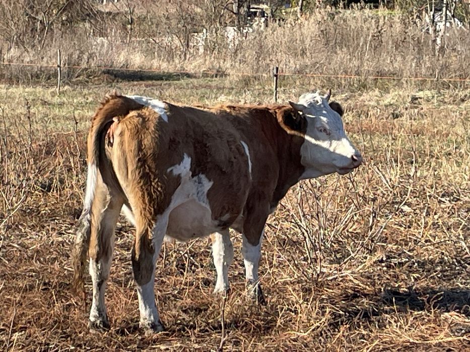 Juninci baltata romaneasca