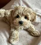 Maltipoo superb