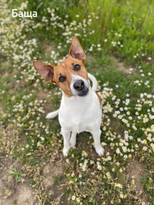 Джак Ръсел териер