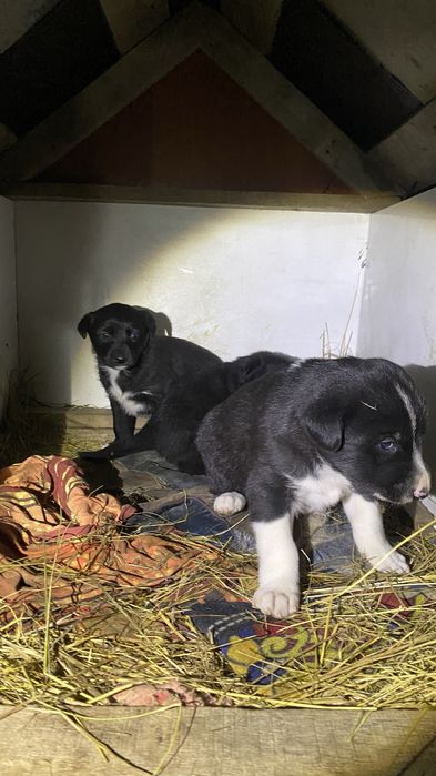 Продаётся: щенки лайки × тазы