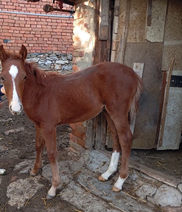 Продавам Конче мъжко на 5 месеца