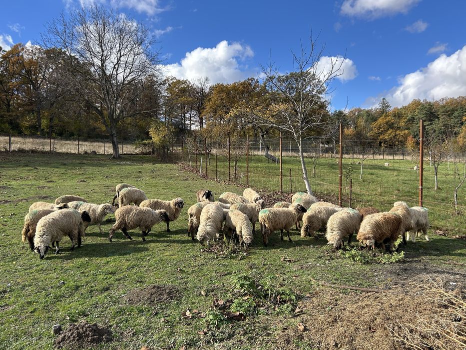 Vând cârlane 29 bucati