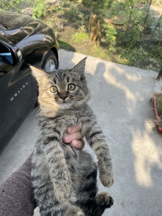 Бесплатно котенок