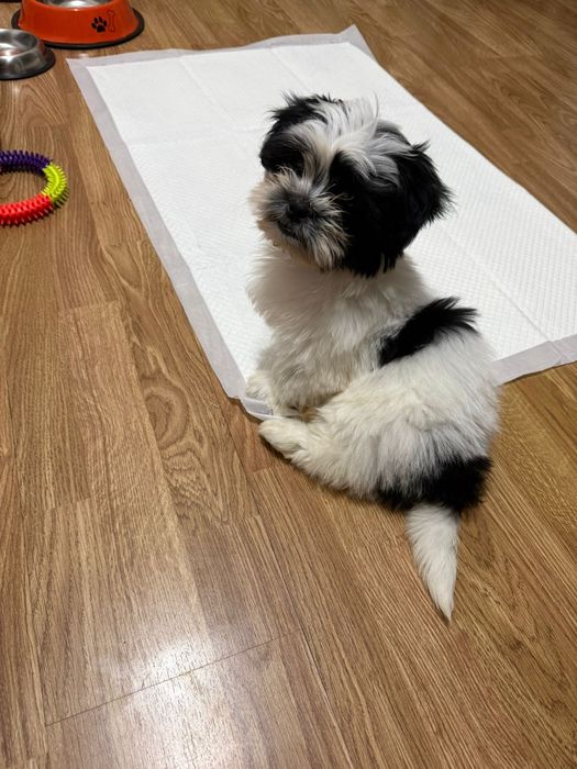 Cățel  shitzu mini toy