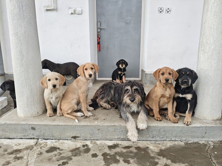 Cățel de pluș  cățel