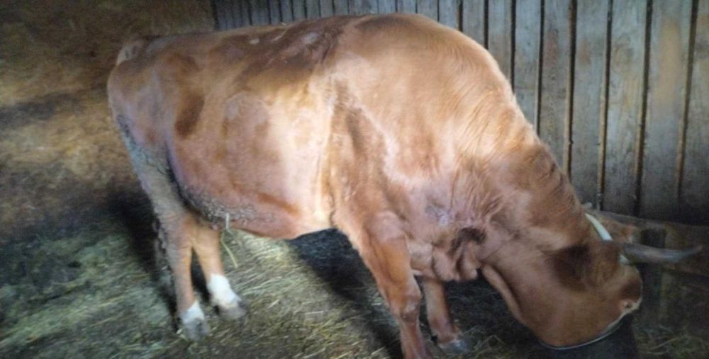 Vând doua vaci gestante