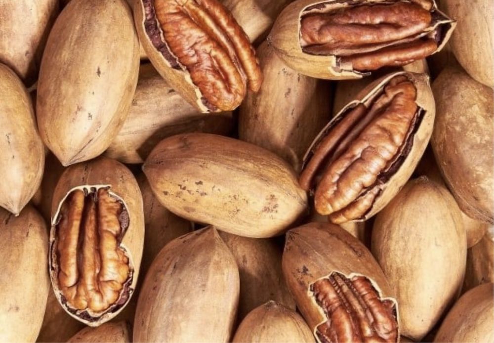 Nuc pecan soi productiv