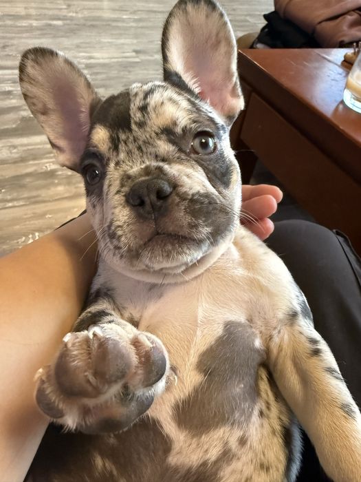 Френски булдог french bulldog