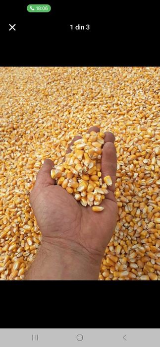 Porumb de vanzare. Pret 1.2