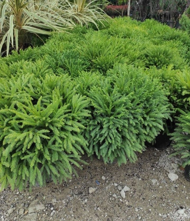 Yucca , Buxus Grandiflora, plante de orice specie