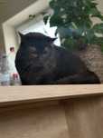 British shorthair/longhair