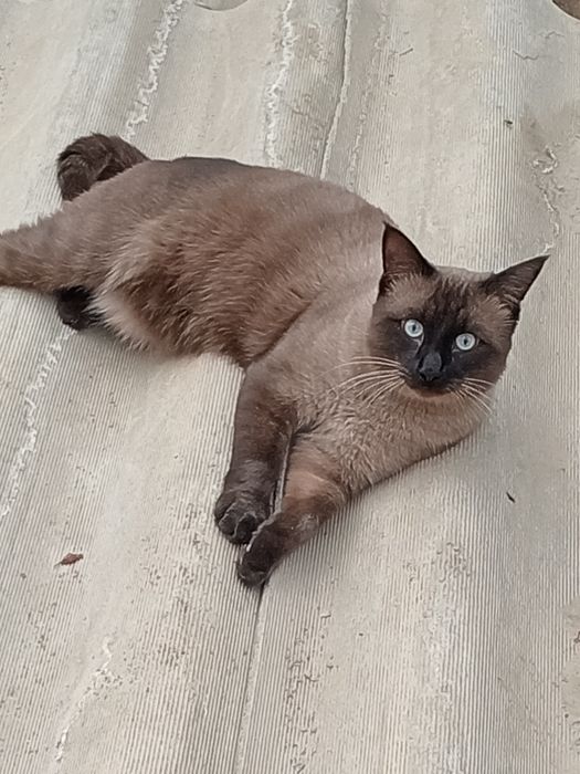 Баселлга келин қидиряпмиз