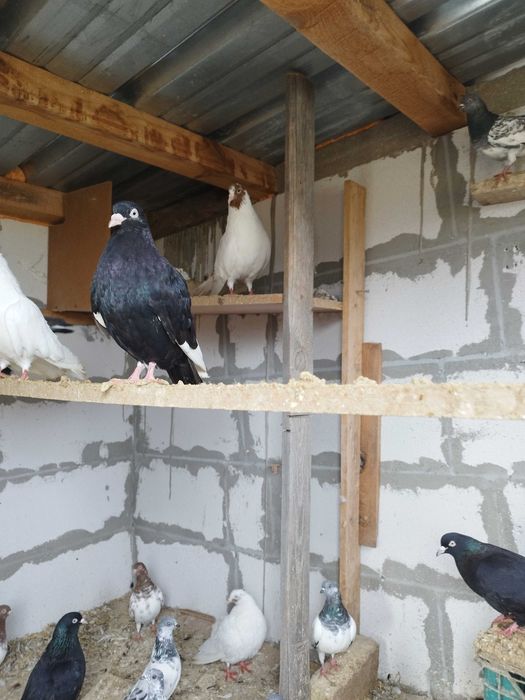 Продавам гълъби млади