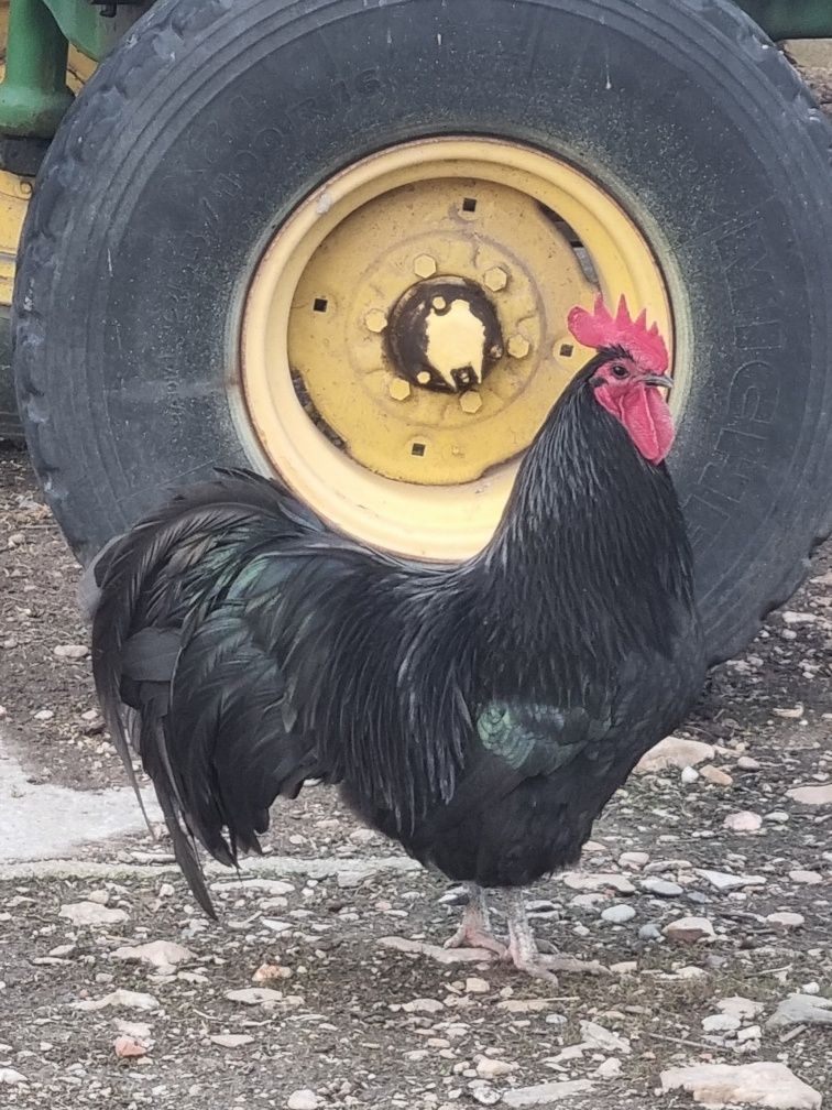 Găini AustraLorp Nr 1 La producția de Ouă zilnic, 120 Lei bucata Satu