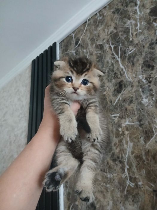 Котята скотиш фолд страйтт