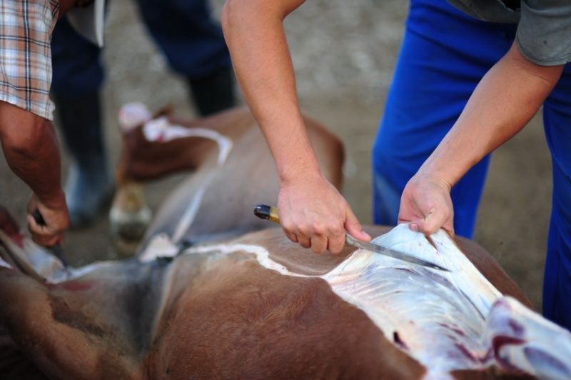 Қасапшы Тараз қаласы.Түйе,жылқы,ірі-қара
