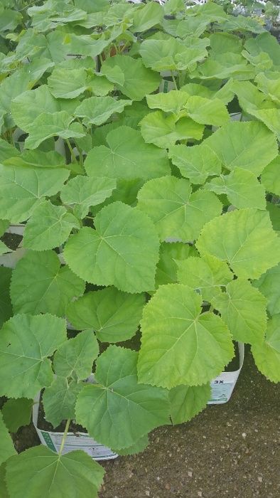 Vand puieti paulownia tomentosa ( la ghiveci )