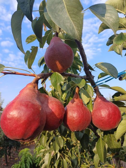 Pomi fructiferi la ghiveci !