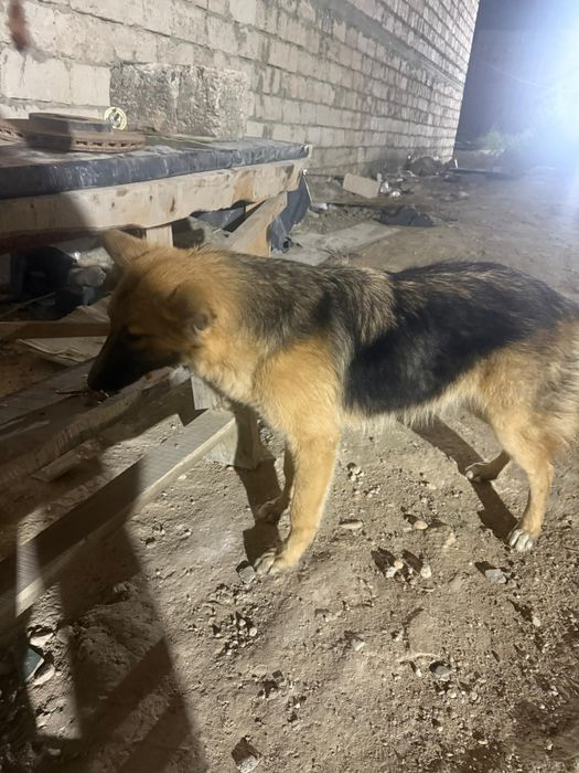 Овчарка отдам в добрые руки