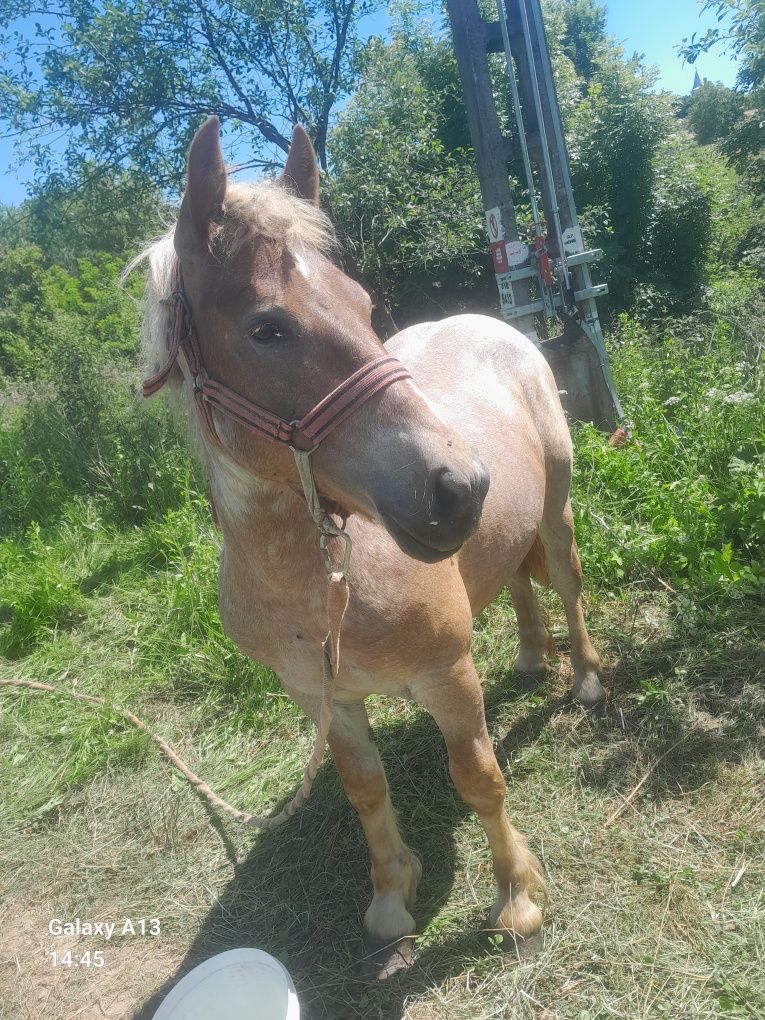 Vând sau schimb cu manza