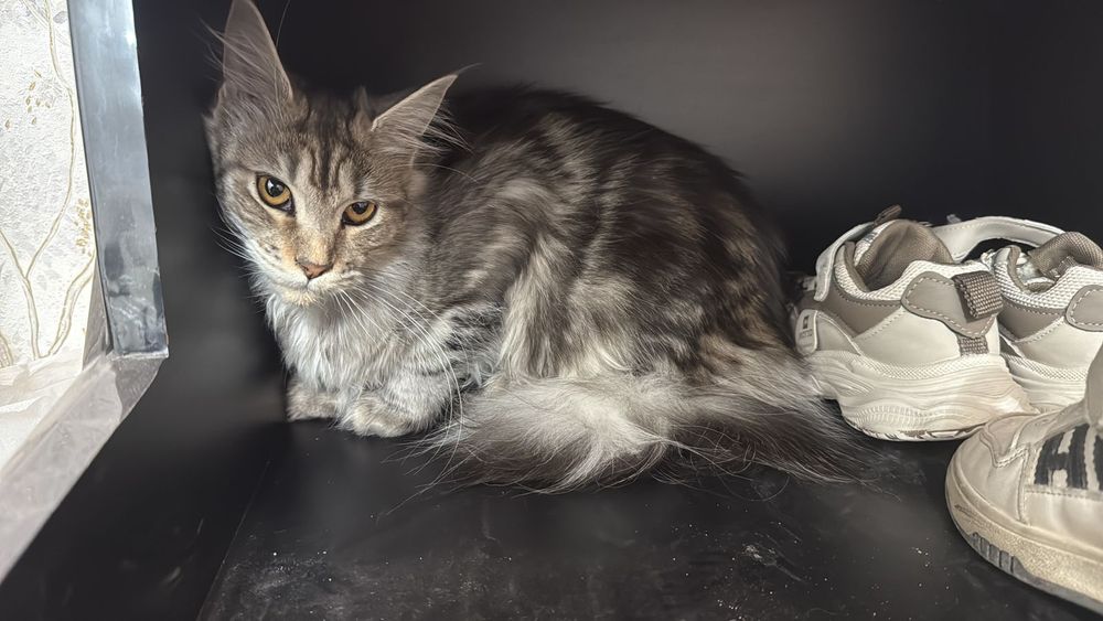 Мейнкун Мейн Кун кошечка