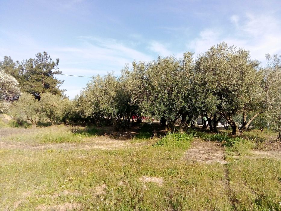 Парцел 790; кв.м. в с. Офринио, Панорама море-115000 евро.