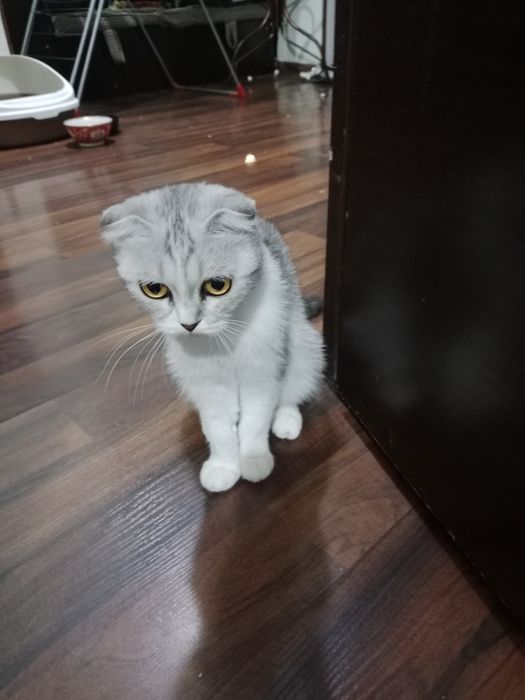 Scottish fold mushuk