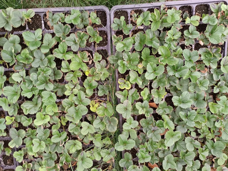 Stoloni capsuni remontant