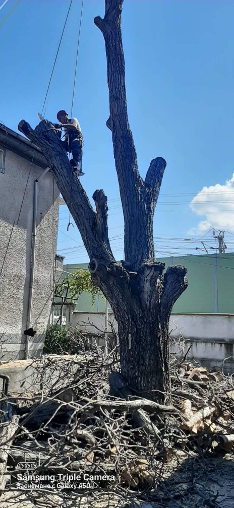 Рязане,кастрене,арборист,подрязване на опасни дървета