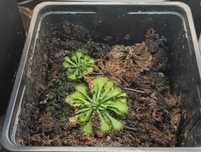 Seminte de planta carnivora din complexul de drosera spatulata