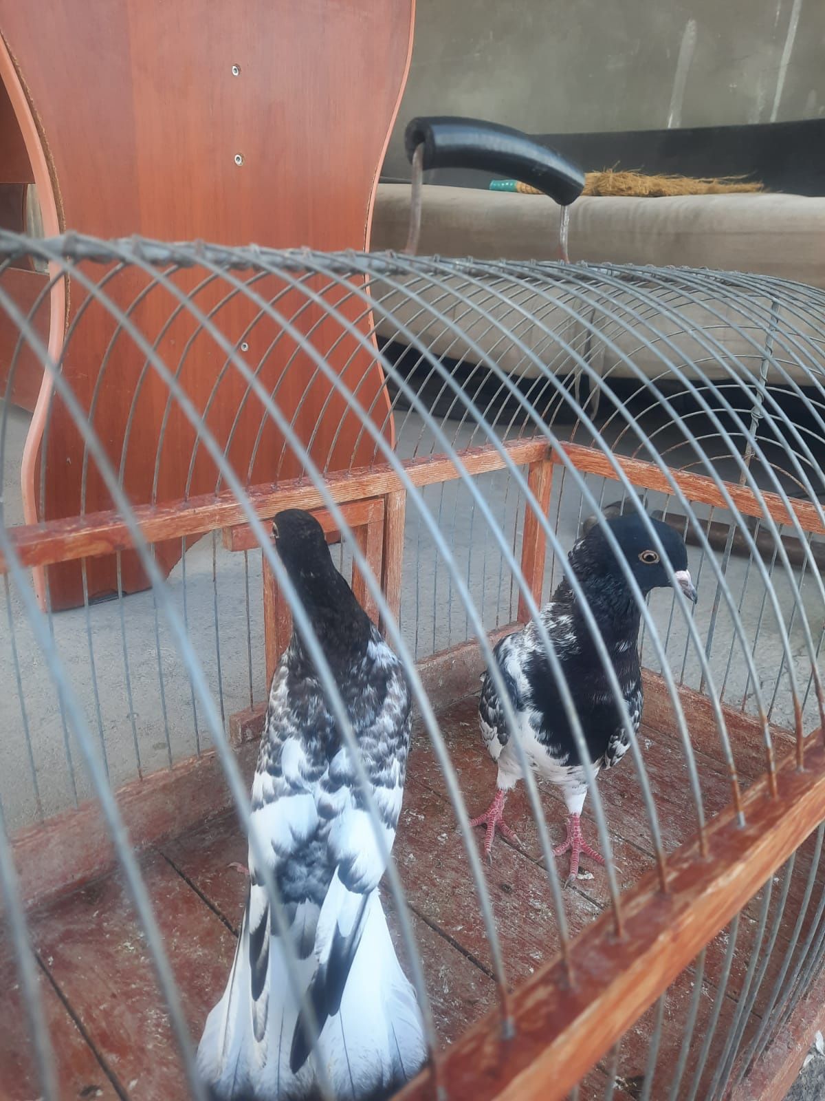 Продам черноголовый голуби