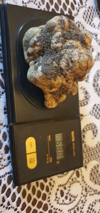 Продавам бял трюфел-Magnatum Pico за консумация